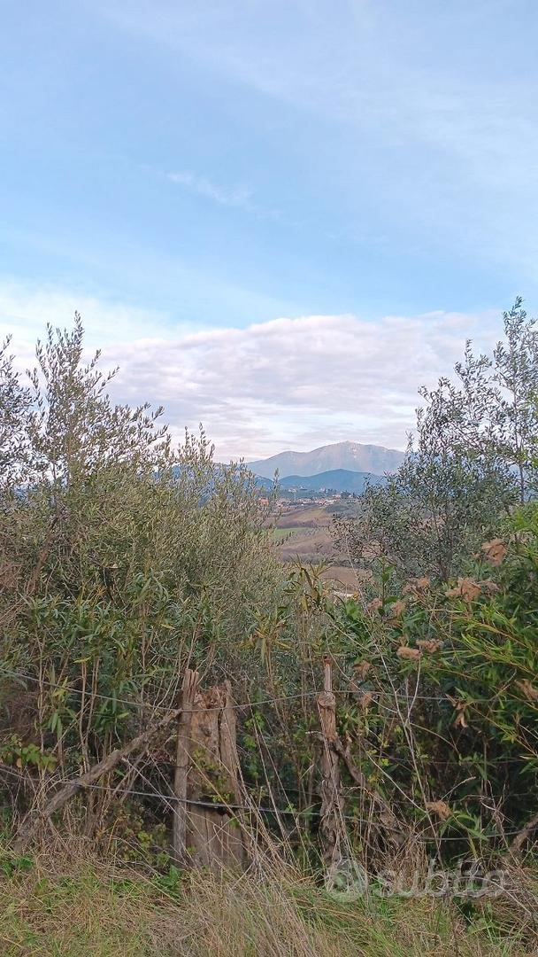 TERRENO AGRICOLO Piante di ulivo - Vista 4