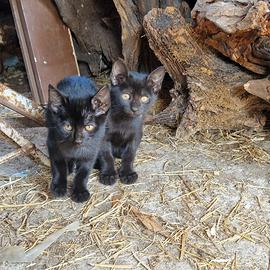 Gattine di due mesi e mezzo