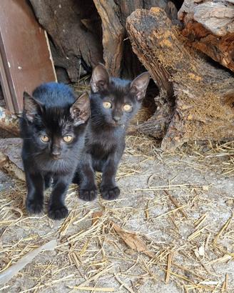 Gattine di due mesi e mezzo