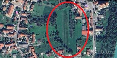 Terreno viticolo con olivi