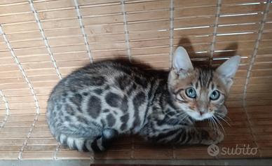 Cuccioli Bengala