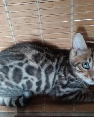 Cuccioli Bengala