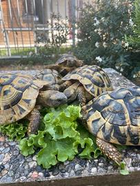 tartatughe di terra HERMANNI