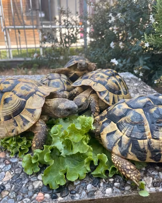 tartatughe di terra HERMANNI