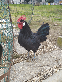 Galli razza Valdarno