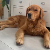 Golden maschio per monta