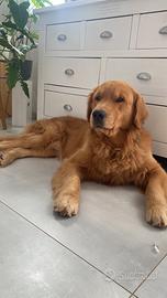 Golden maschio per monta