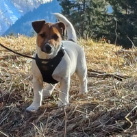 Cucciolo Jack Russell