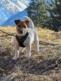 Cucciolo Jack Russell