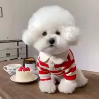 Polo per cani Vestiti Felpa per cani a righe