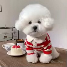 Polo per cani Vestiti Felpa per cani a righe