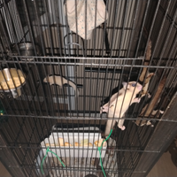 Colonia Petauro dello zucchero