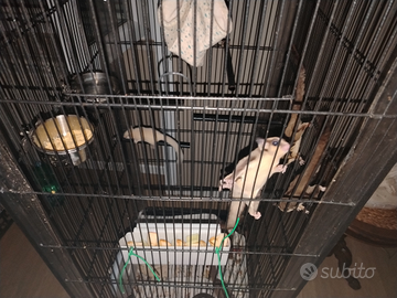 Colonia Petauro dello zucchero