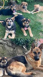 Regalasi cuccioli mix pastore tedesco