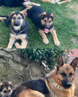 Regalasi cuccioli mix pastore tedesco