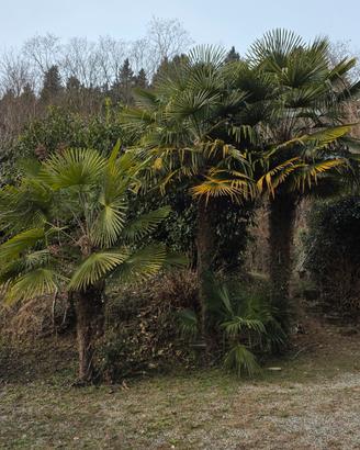 Palme