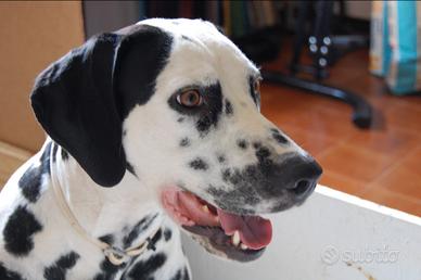 Dalmata