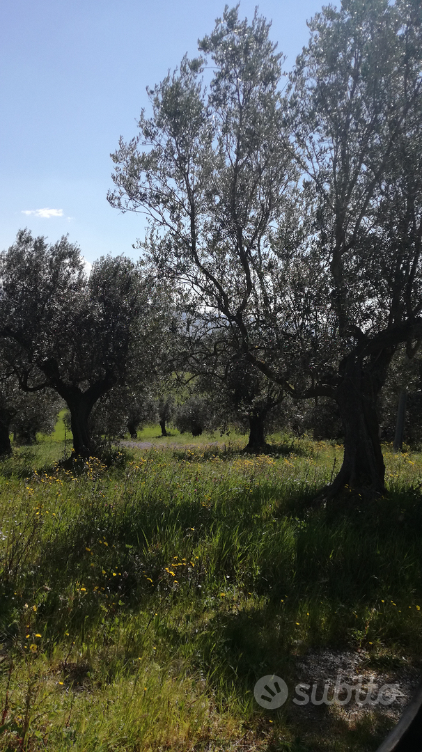 Appezzamento di terreno con ulivi - Vista 2