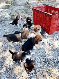 Beagle