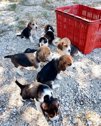 Beagle