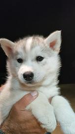 Husky