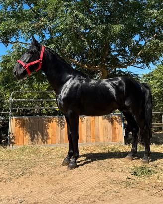Cavallo