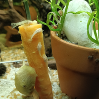 Ancistrus Gold (avannotti)