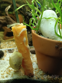 Ancistrus Gold (avannotti)