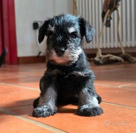 Veendita cane