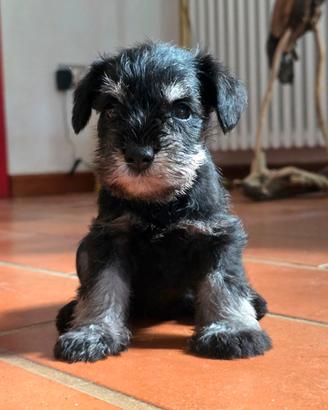 Veendita cane