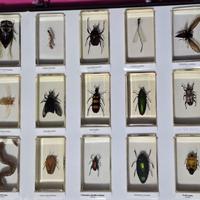 Collezione di insetti € 15,00 al pezzo