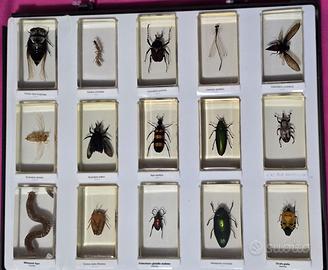 Collezione di insetti € 15,00 al pezzo