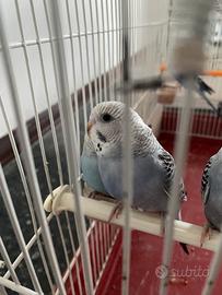 Cocorite