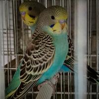 Cocoriti, varie mutazioni, anche raimbow