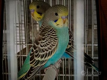 Cocoriti, varie mutazioni, anche raimbow