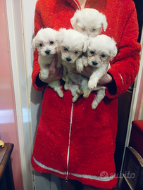 Maltese cuccioli