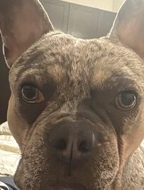 Bulldog francese