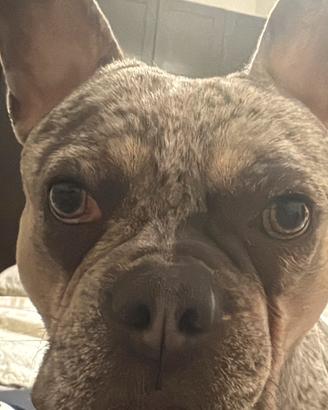Bulldog francese