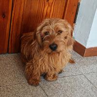 Bassett fauve de bretagne per accoppiamento