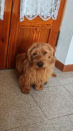 Bassett fauve de bretagne per accoppiamento
