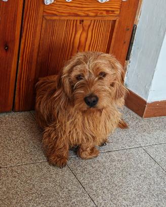 Bassett fauve de bretagne per accoppiamento