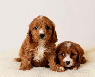 Cucciolata di cavapoo M e F