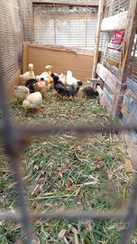 Pulcini , galli e galline collo nudo