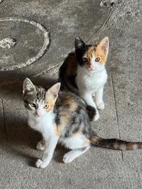 Gattini