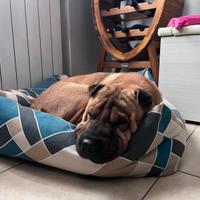 Shar pei disponibile per monta