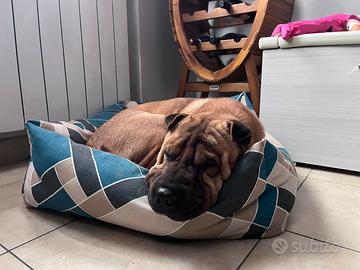 Shar pei disponibile per monta