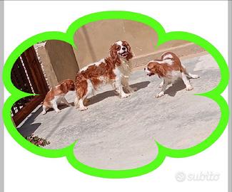 Cuccioli di cavalier king Charles spaniel