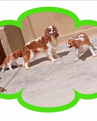 Cuccioli di cavalier king Charles spaniel