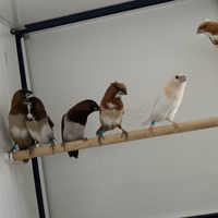 Passeri del giappone