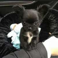 Chihuahua 3 mesi pelo lungo ipertipico